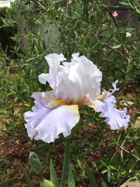 Photo of Tall Bearded Iris (Iris 'Hoptoit') uploaded by Maxmom98