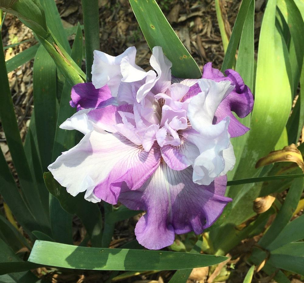 Photo of Tall Bearded Iris (Iris 'Wichita Falls') uploaded by Maxmom98