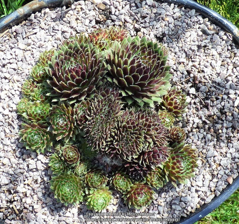 Photo of Hen and Chicks (Sempervivum 'Fuzzy Wuzzy') uploaded by MelissaHopper