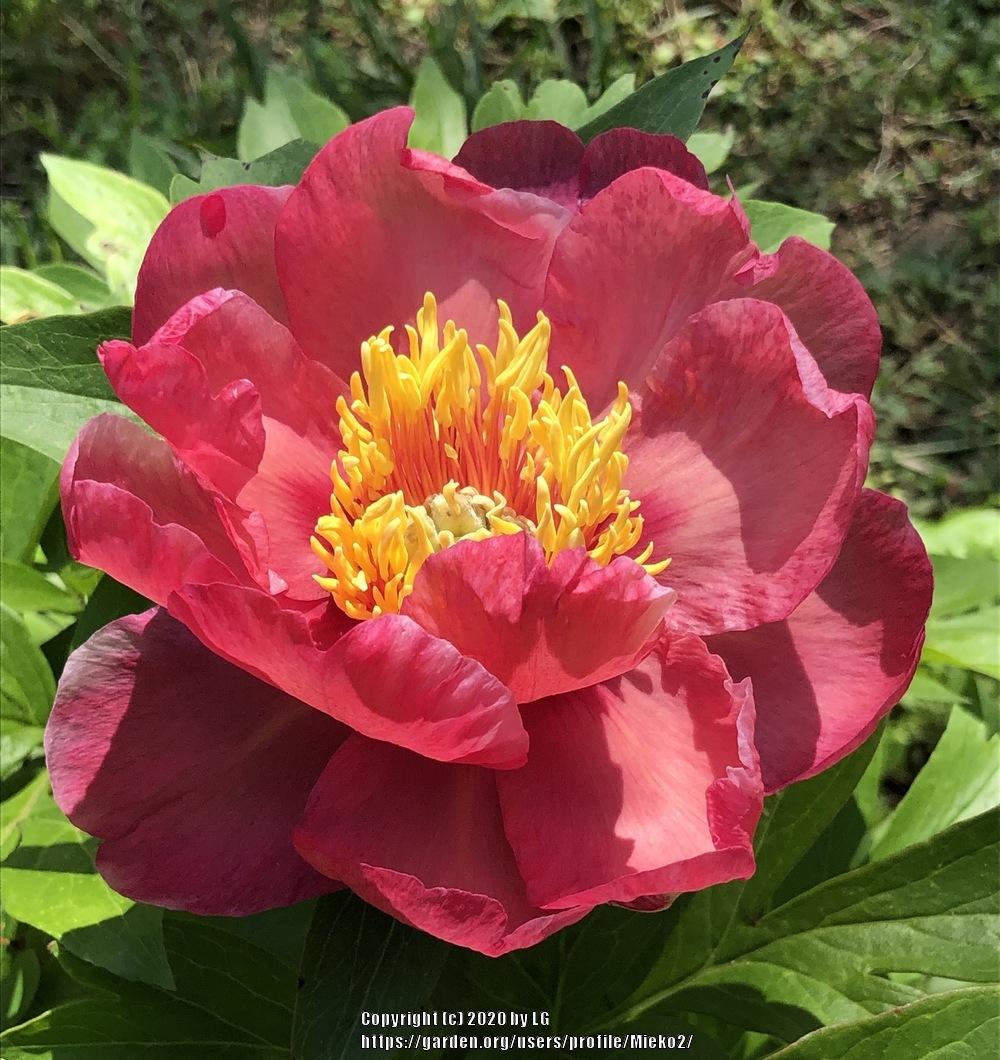 Photo of Itoh Peony (Paeonia 'Magical Mystery Tour') uploaded by Mieko2