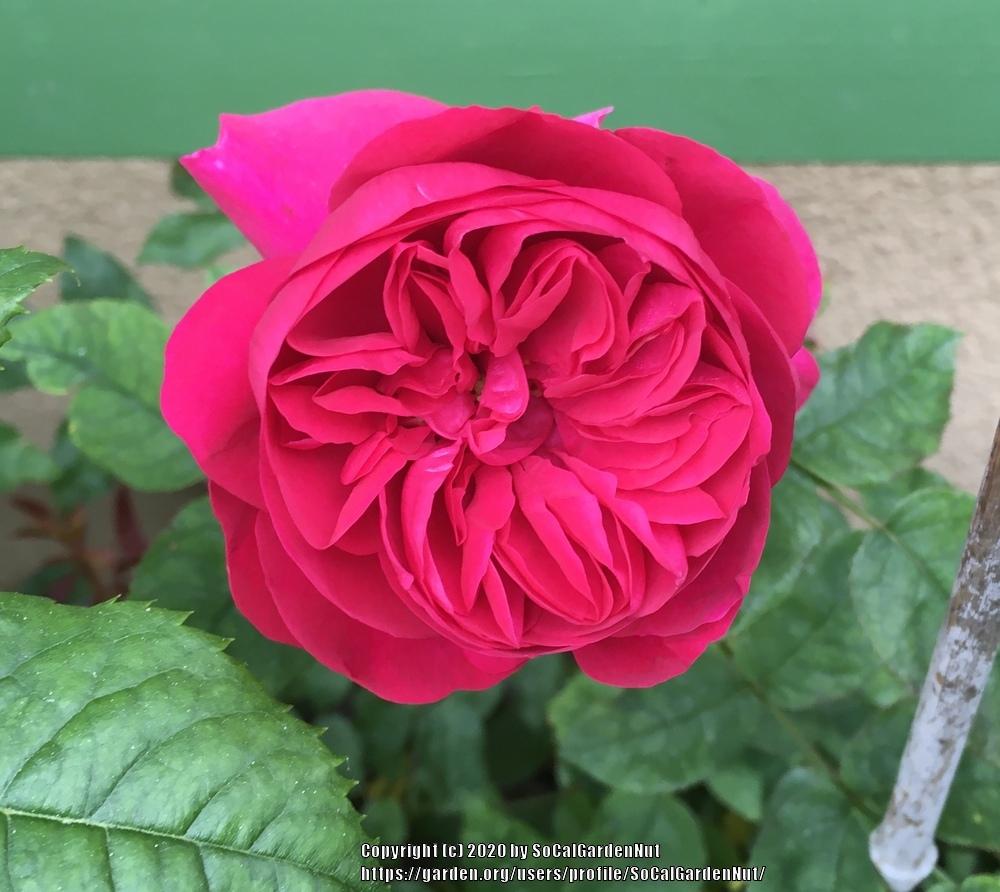 Photo of Rose (Rosa 'L. D. Braithwaite') uploaded by SoCalGardenNut
