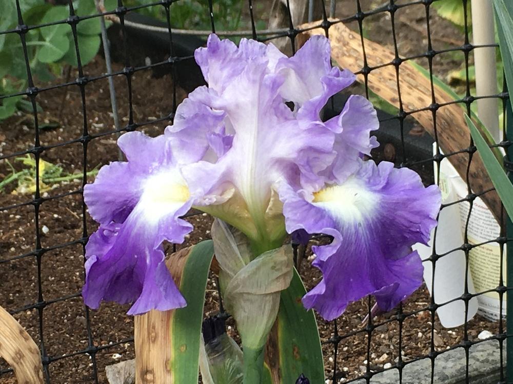 Photo of Tall Bearded Iris (Iris 'Joy Returns') uploaded by lilpod13