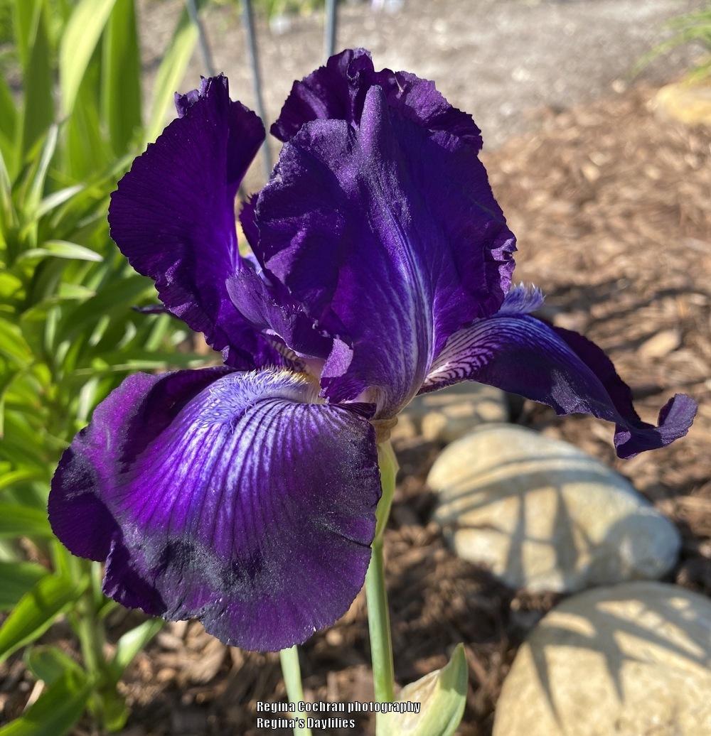 Photo of Tall Bearded Iris (Iris 'Exotic Star') uploaded by scflowers