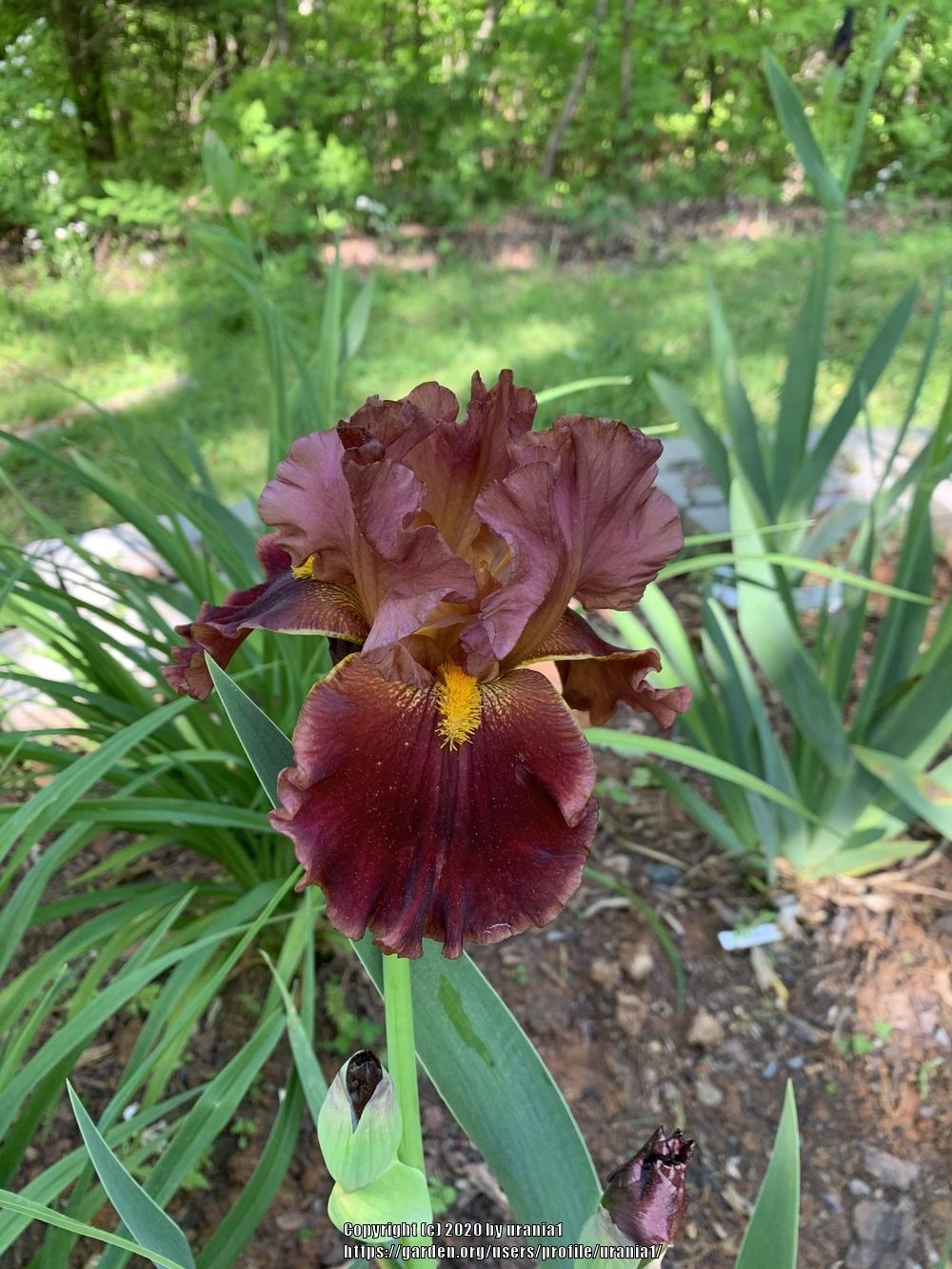Photo of Tall Bearded Iris (Iris 'Prosit') uploaded by urania1