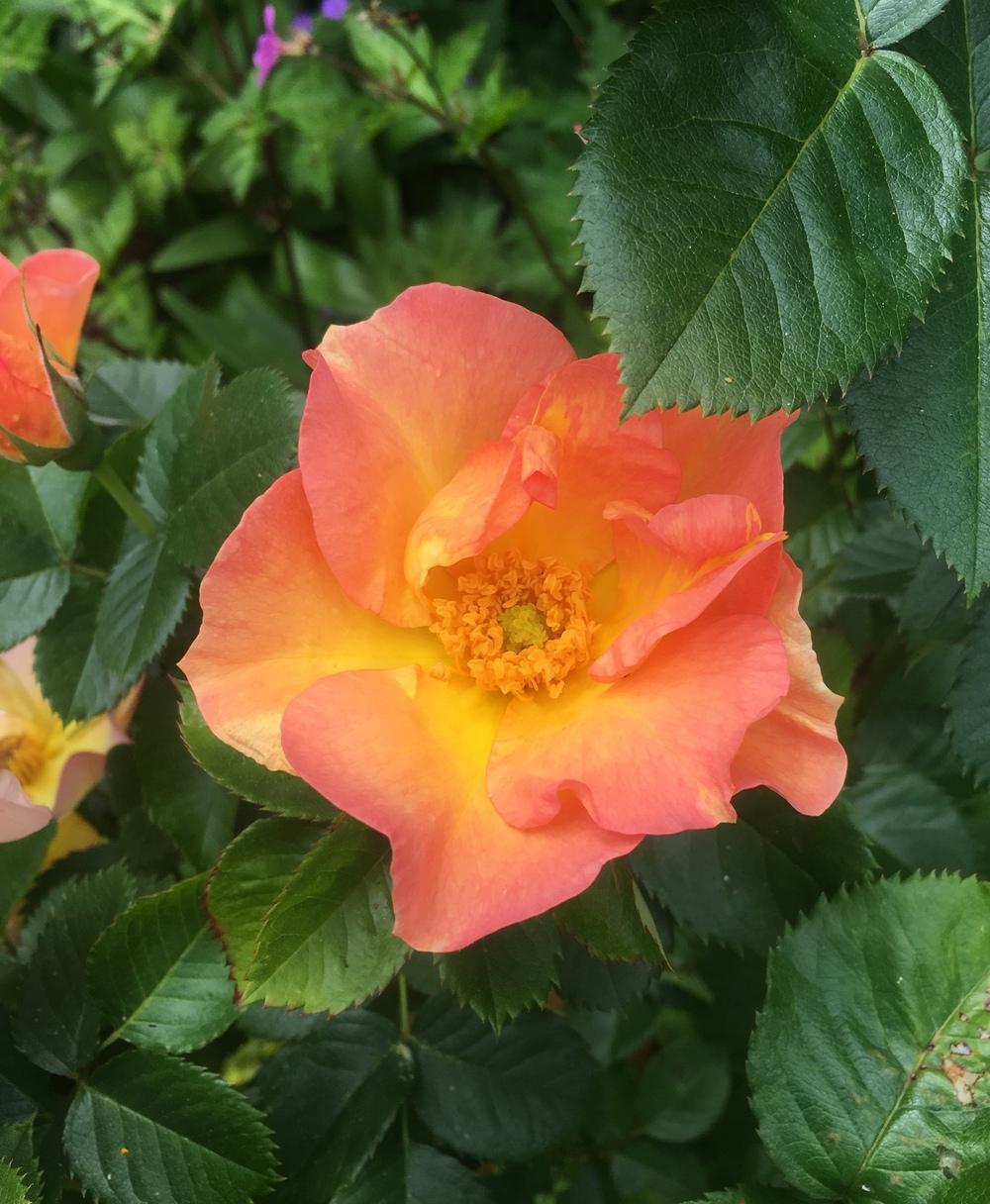 Photo of Rose (Rosa 'Morden Sunrise') uploaded by Calif_Sue