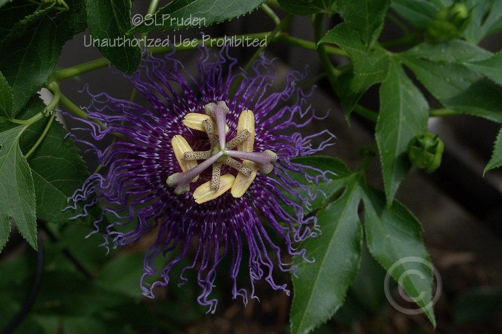 Photo of Passion Flower (Passiflora 'Inspiration') uploaded by DaylilySLP