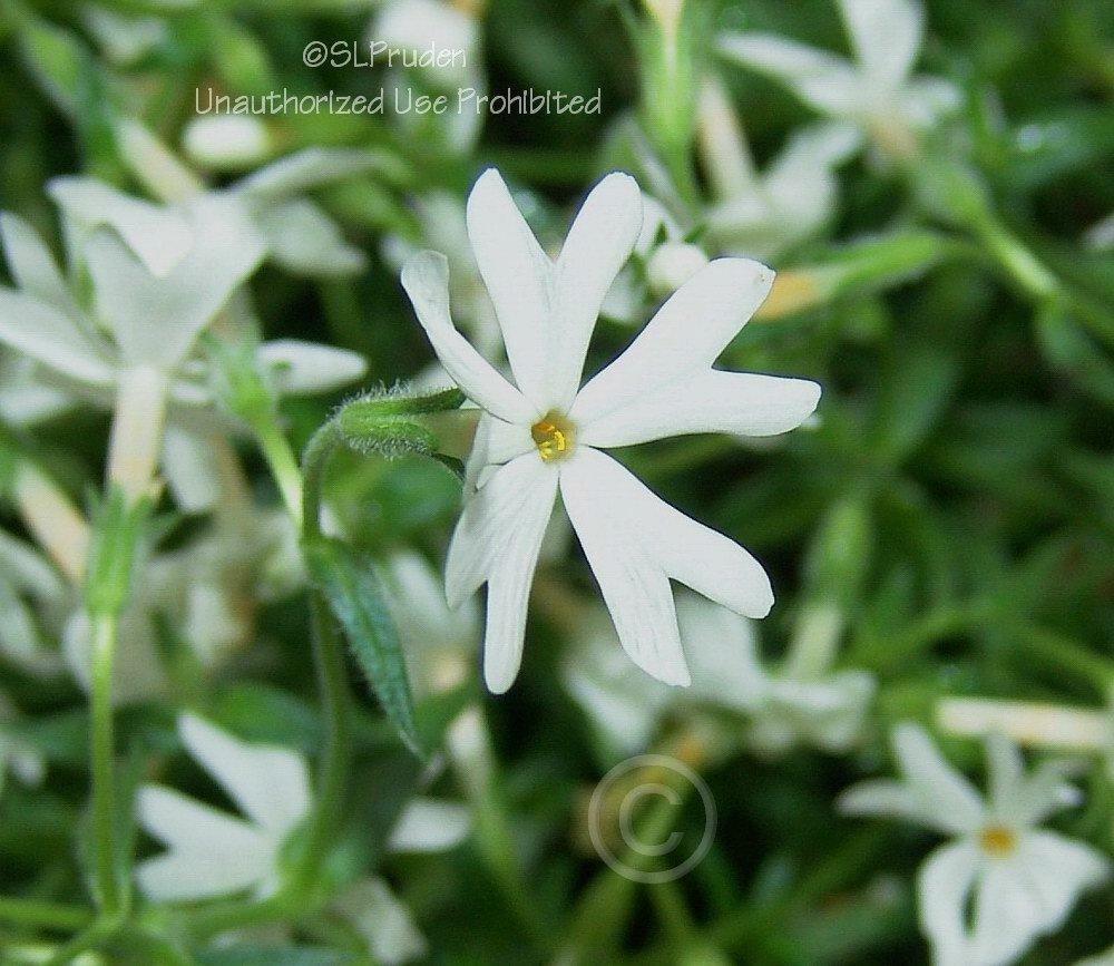 Photo of Moss Phlox (Phlox subulata 'White Delight') uploaded by DaylilySLP