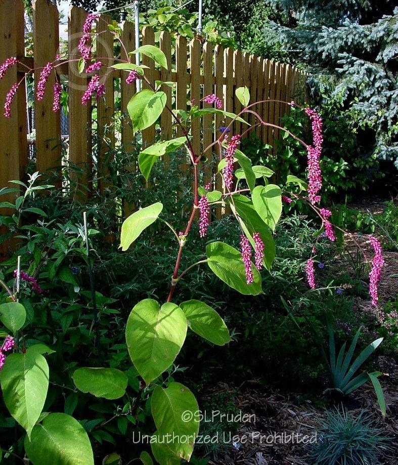 Photo of Kiss Me over the Garden Gate (Persicaria orientalis) uploaded by DaylilySLP