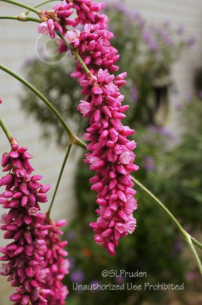 Photo of Kiss Me over the Garden Gate (Persicaria orientalis) uploaded by DaylilySLP