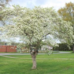 Location: Downingtown, Pennsylvania
Date: 2011-04-28
maturing tree in bloom