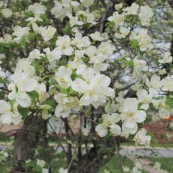 Location: Downingtown, Pennsylvania
Date: 2011-04-28
double white flowers