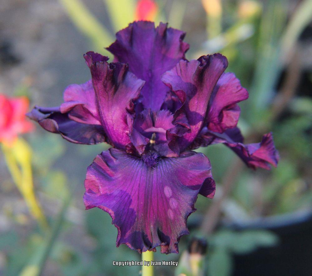 Photo of Tall Bearded Iris (Iris 'Midnight Revelry') uploaded by Ivan_N_Tx