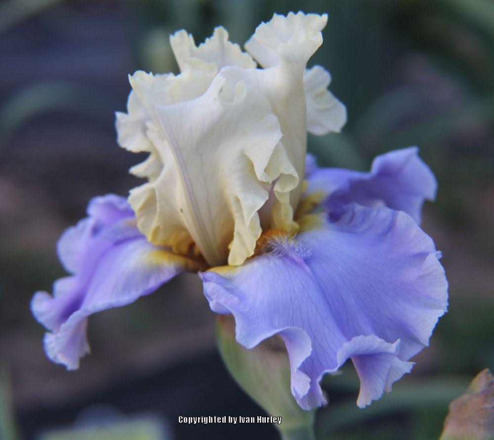 Photo of Tall Bearded Iris (Iris 'Silk Road') uploaded by Ivan_N_Tx