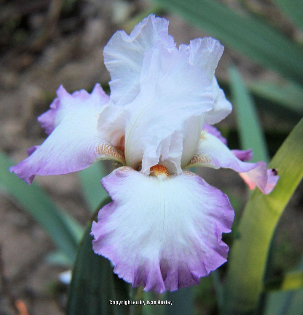 Photo of Tall Bearded Iris (Iris 'Ravissant') uploaded by Ivan_N_Tx