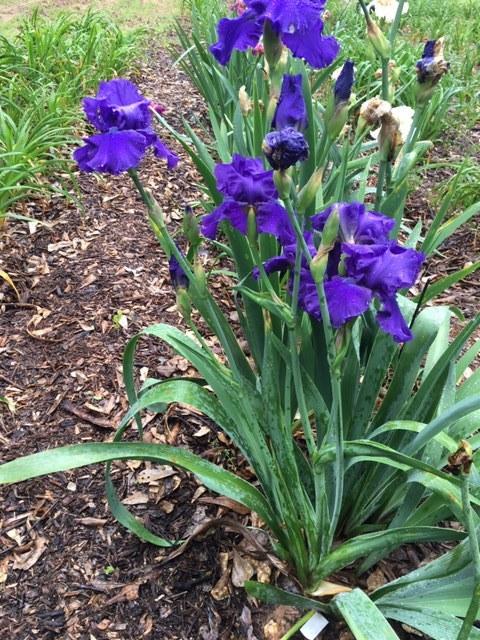 Photo of Tall Bearded Iris (Iris 'Blueberry Bliss') uploaded by Maxmom98
