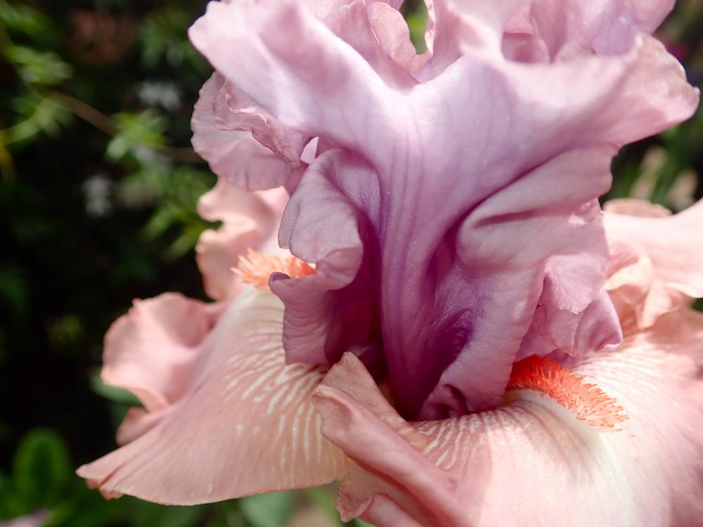 Photo of Tall Bearded Iris (Iris 'How Wonderful') uploaded by janwax