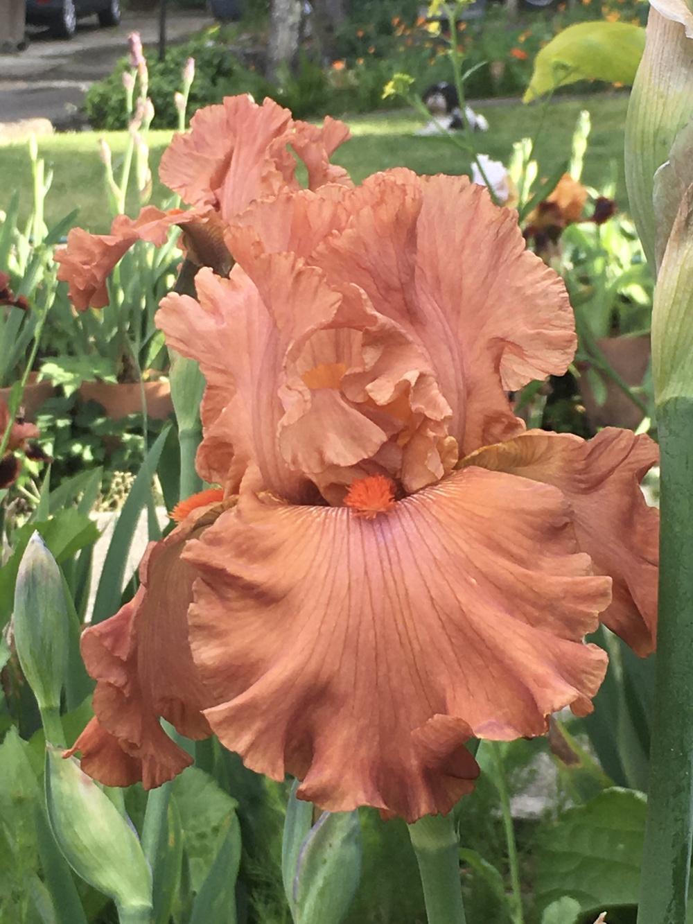 Photo of Tall Bearded Iris (Iris 'Rusty Taylor') uploaded by lilpod13