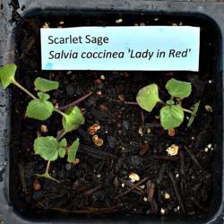 Location: Lilburn, GA
Date: 2020-04-29
3 seedlings in pot