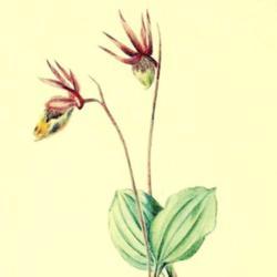 
Date: c. 1925
illustration from Walcott's 'North American Wild Flowers', 1925