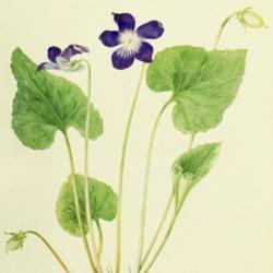 
Date: c. 1921
illustration by F. Schuyler Mathews from Brainerd's 'Violets of N
