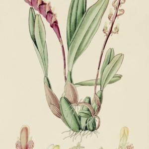 illustration from 'The Botanical Register', 1826