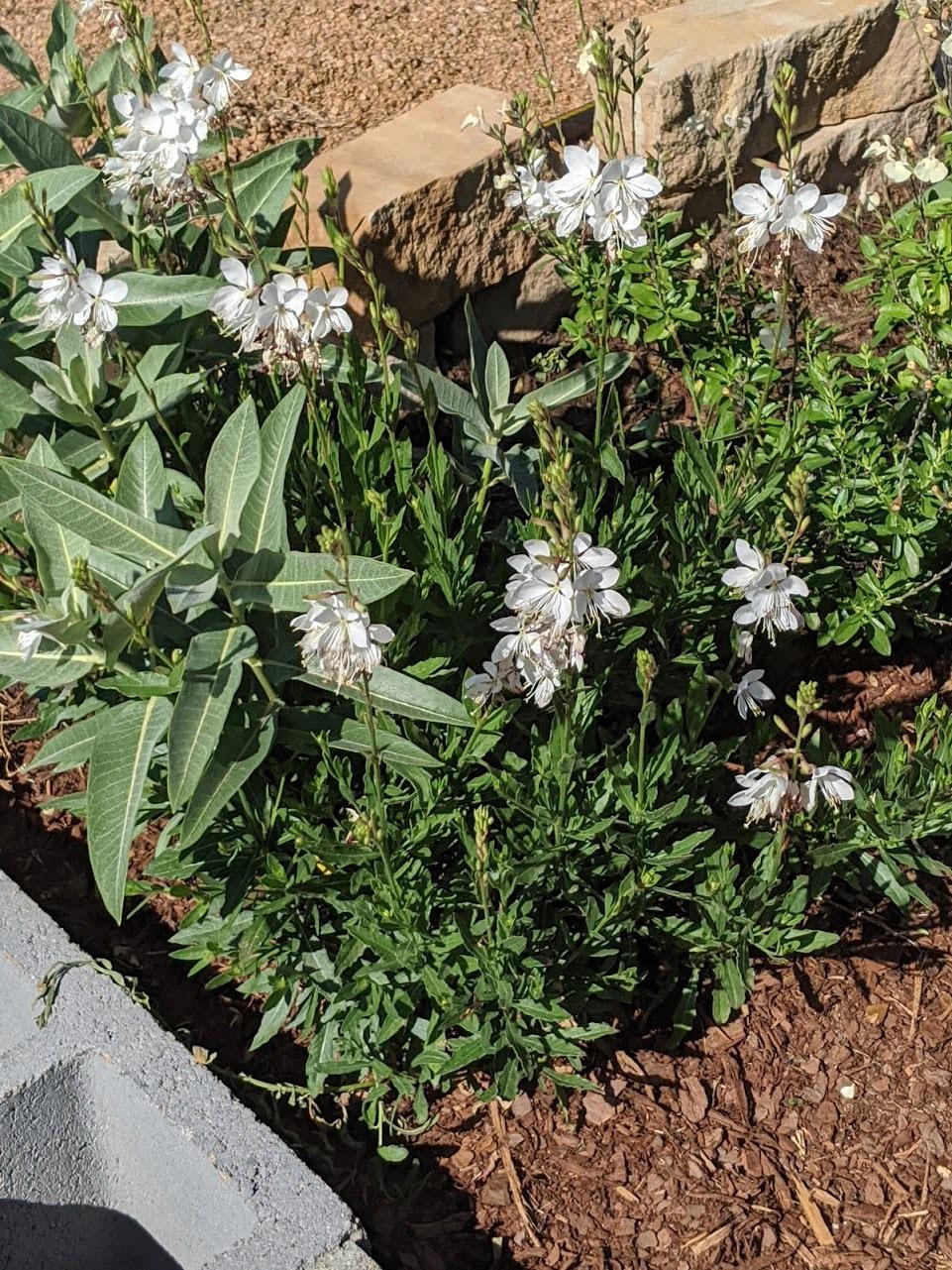 Photo of Appleblossom Grass (Oenothera lindheimeri Belleza™ White) uploaded by variegatagal