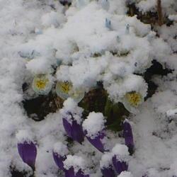 Location: Nora's Garden - Castlegar, B.C.
Date: 2020-04-03
- Spring and Winter, 1 hour and 40 minutes apart. (See previous p