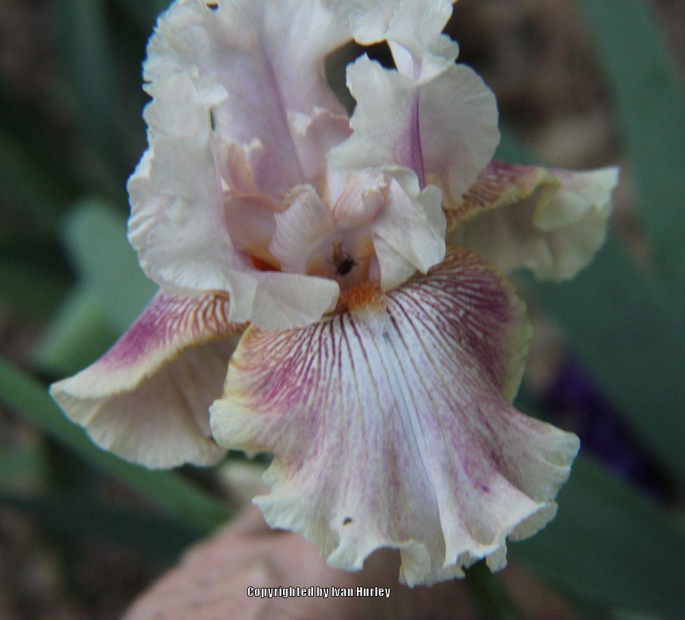 Photo of Tall Bearded Iris (Iris 'Die Laughing') uploaded by Ivan_N_Tx