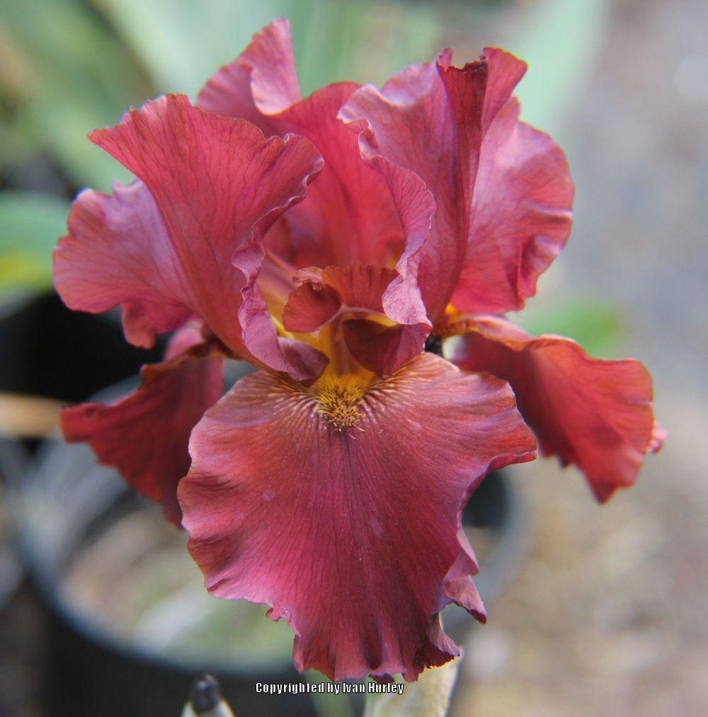 Photo of Tall Bearded Iris (Iris 'Dynamite') uploaded by Ivan_N_Tx