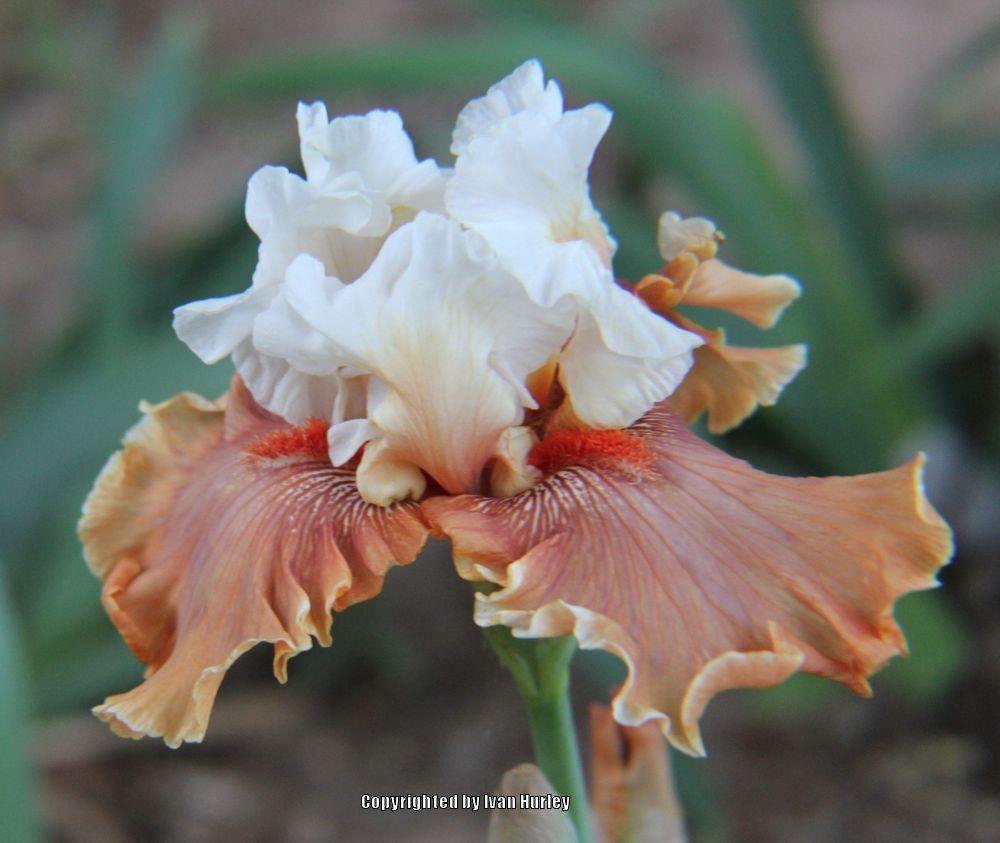 Photo of Tall Bearded Iris (Iris 'Ginger Ice') uploaded by Ivan_N_Tx