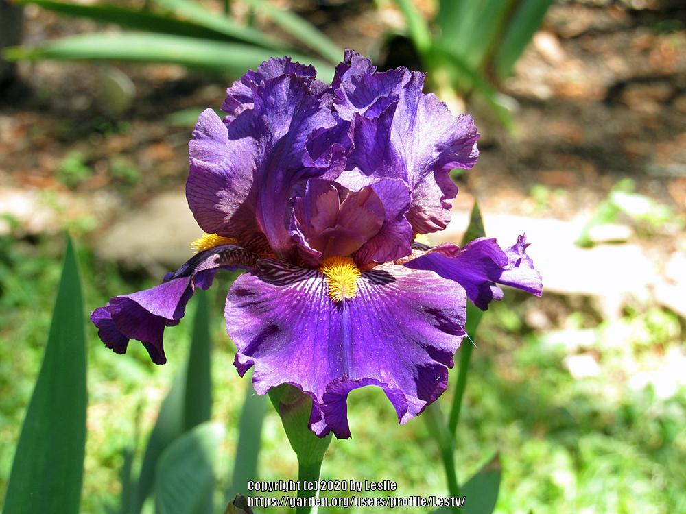 Photo of Tall Bearded Iris (Iris 'Table Time') uploaded by Lestv