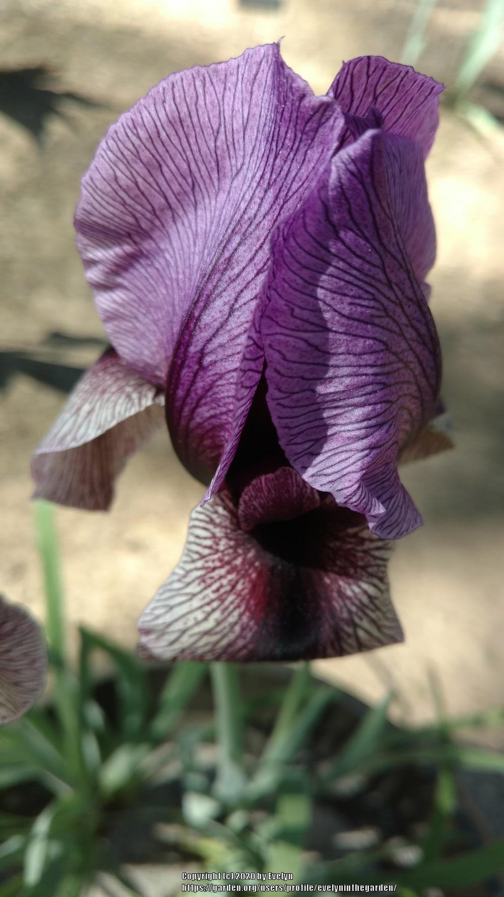 Photo of Aril Iris (Iris 'Dardanus') uploaded by evelyninthegarden
