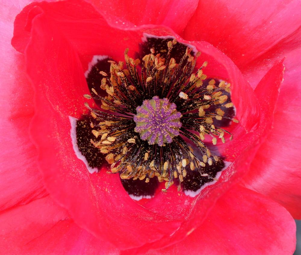 Photo of Field Poppy (Papaver rhoeas) uploaded by wildflowers