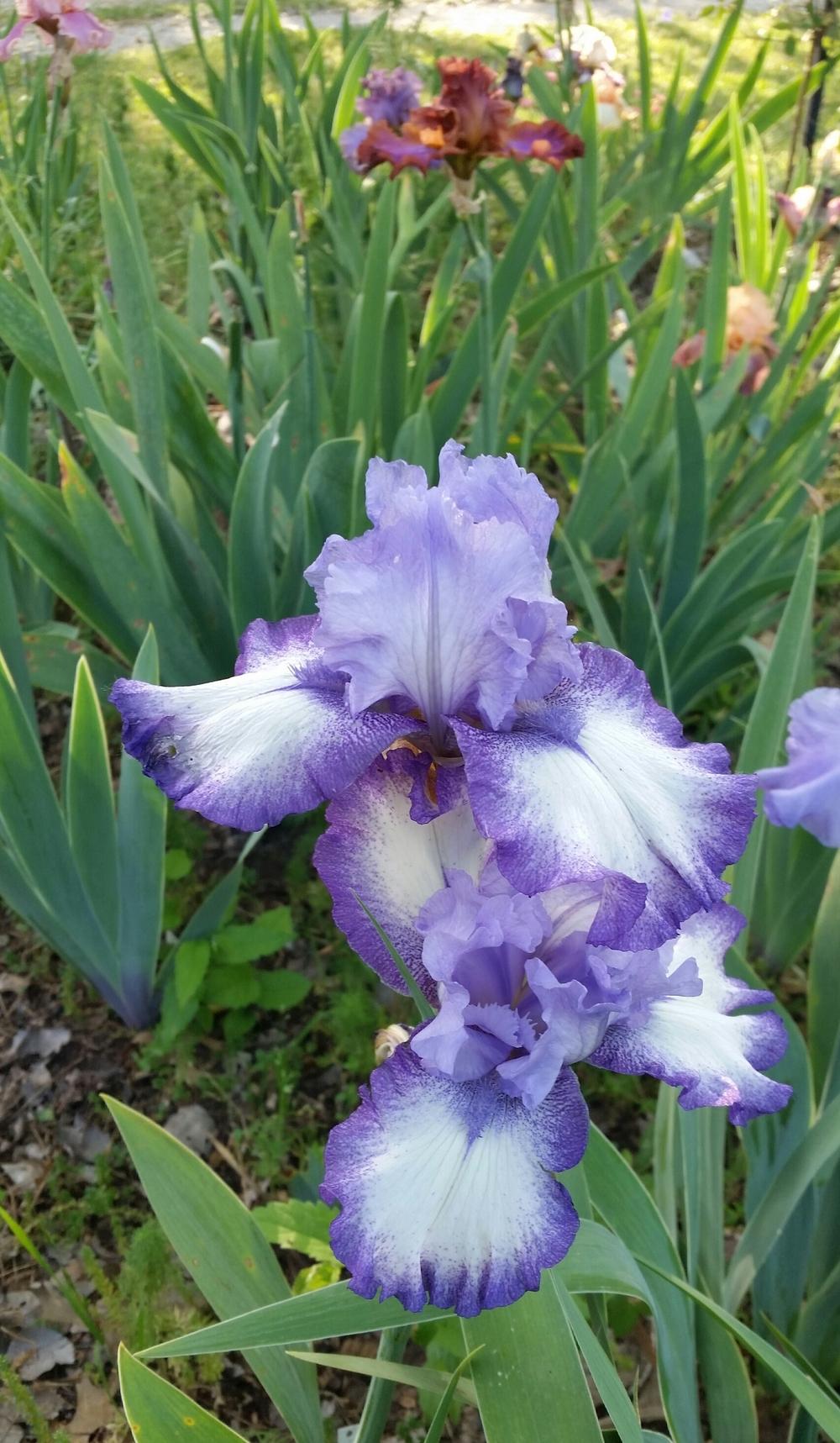 Photo of Tall Bearded Iris (Iris 'Next Step') uploaded by FAIRYROSE