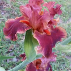 Location: Nocona,Texas zn.7 My gardens
Date: April 22, 2020
A standout in my garden!