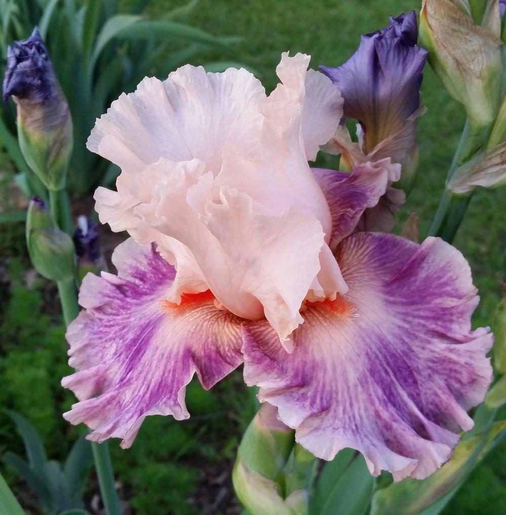 Photo of Tall Bearded Iris (Iris 'Fruited Plain') uploaded by FAIRYROSE