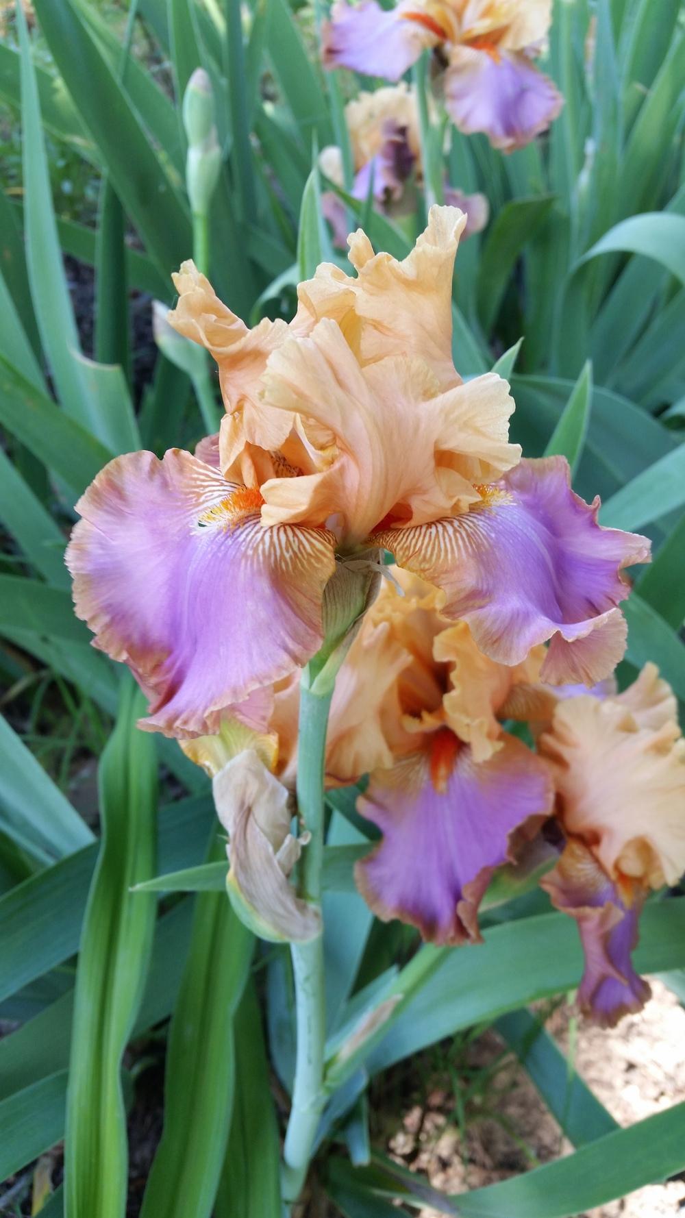 Photo of Tall Bearded Iris (Iris 'Grand Canyon Sunset') uploaded by FAIRYROSE