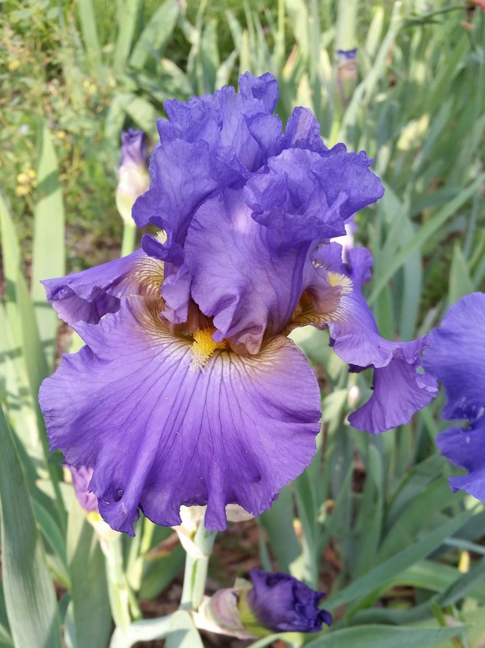 Photo of Tall Bearded Iris (Iris 'Juke Box Hero') uploaded by FAIRYROSE