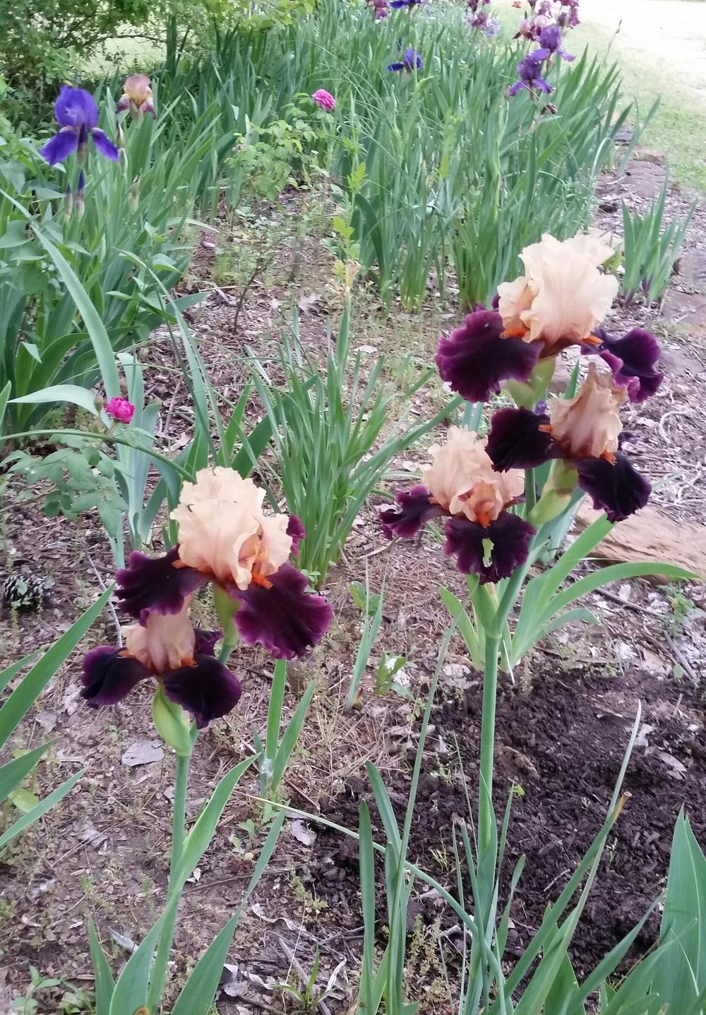 Photo of Tall Bearded Iris (Iris 'Feudalism') uploaded by FAIRYROSE