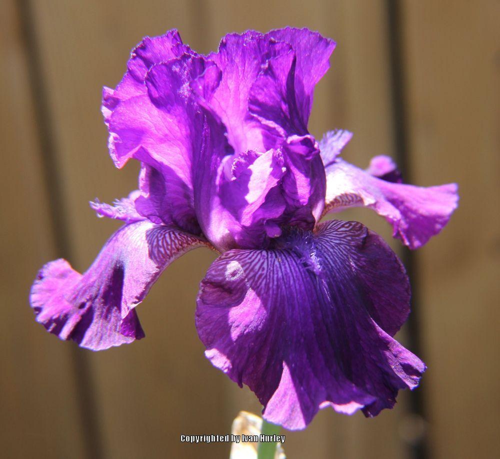 Photo of Tall Bearded Iris (Iris 'Batman') uploaded by Ivan_N_Tx