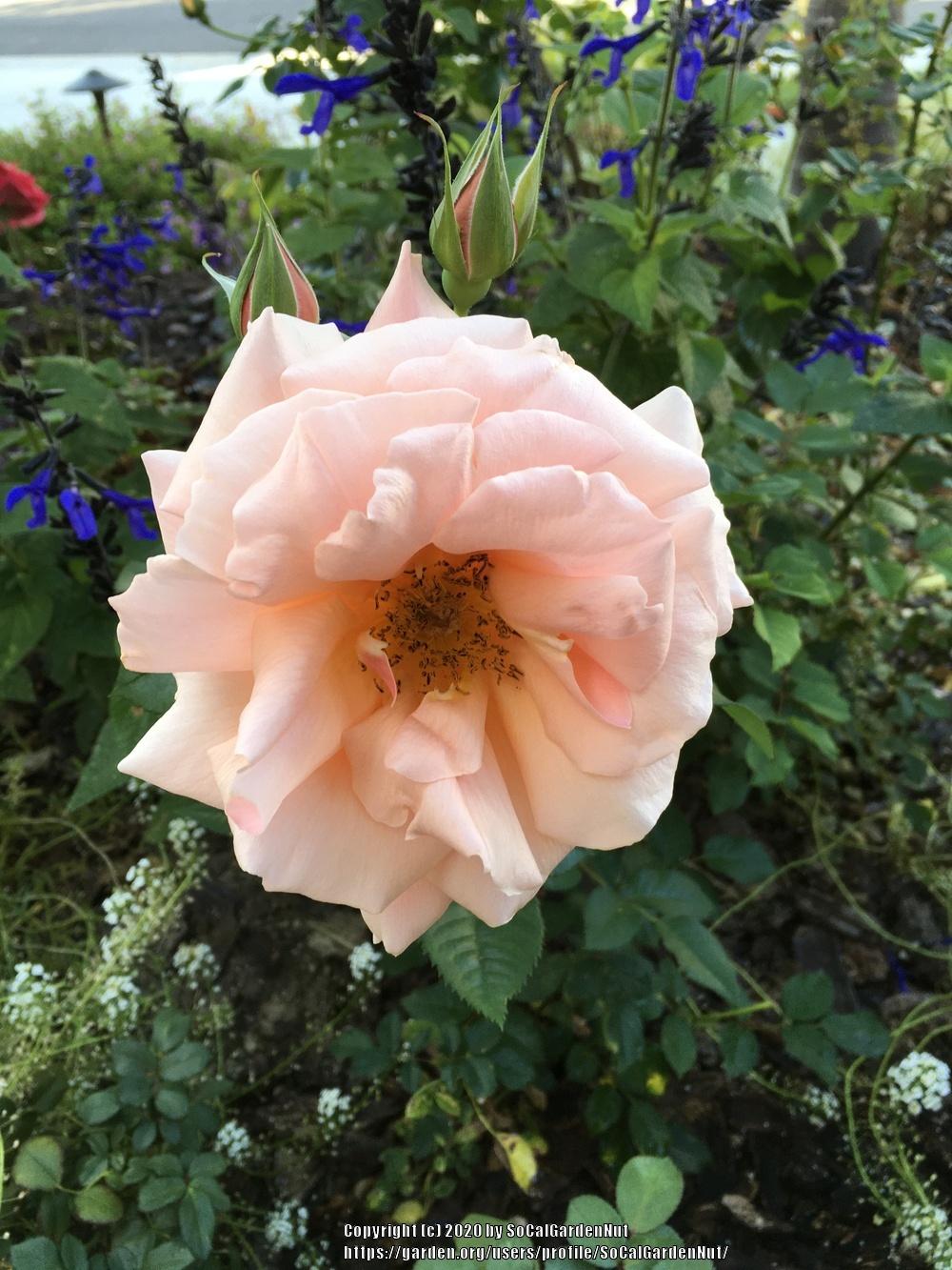Photo of Rose (Rosa 'Apricot Candy') uploaded by SoCalGardenNut