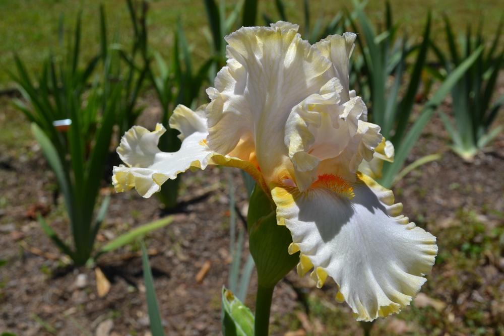 Photo of Tall Bearded Iris (Iris 'Pewter and Gold') uploaded by aikenforflowers