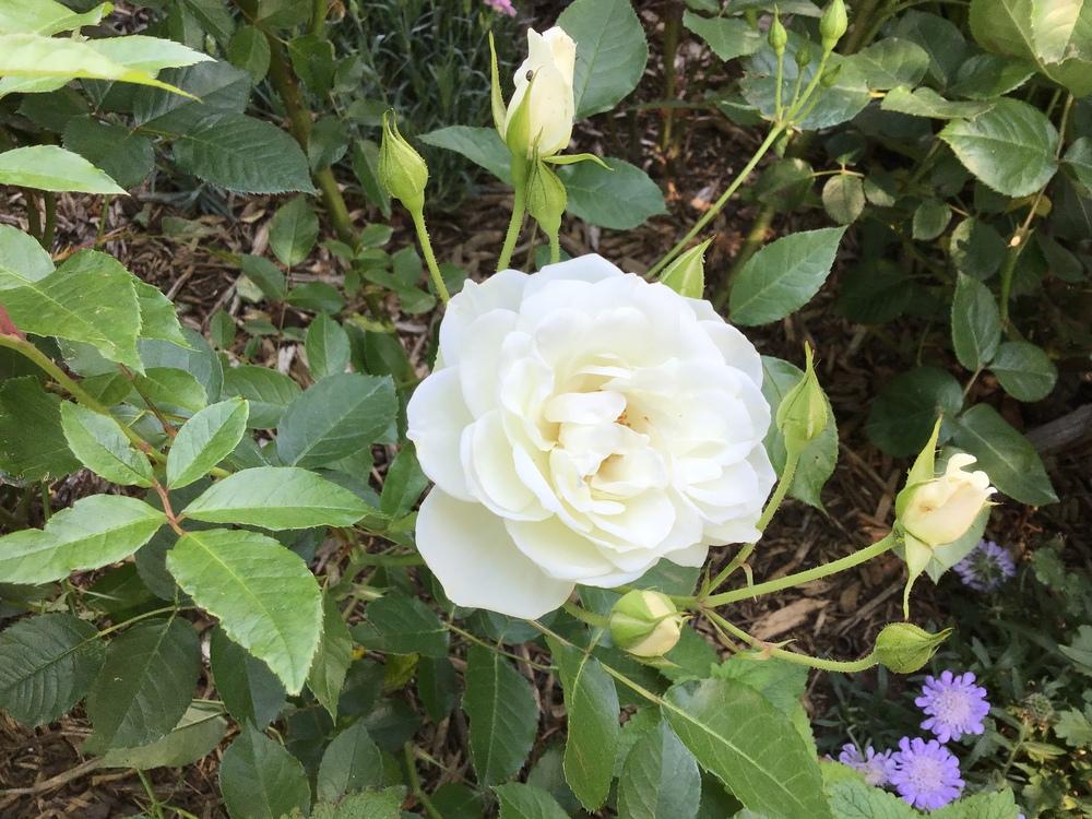 Photo of Rose (Rosa 'Iceberg') uploaded by gardenfish