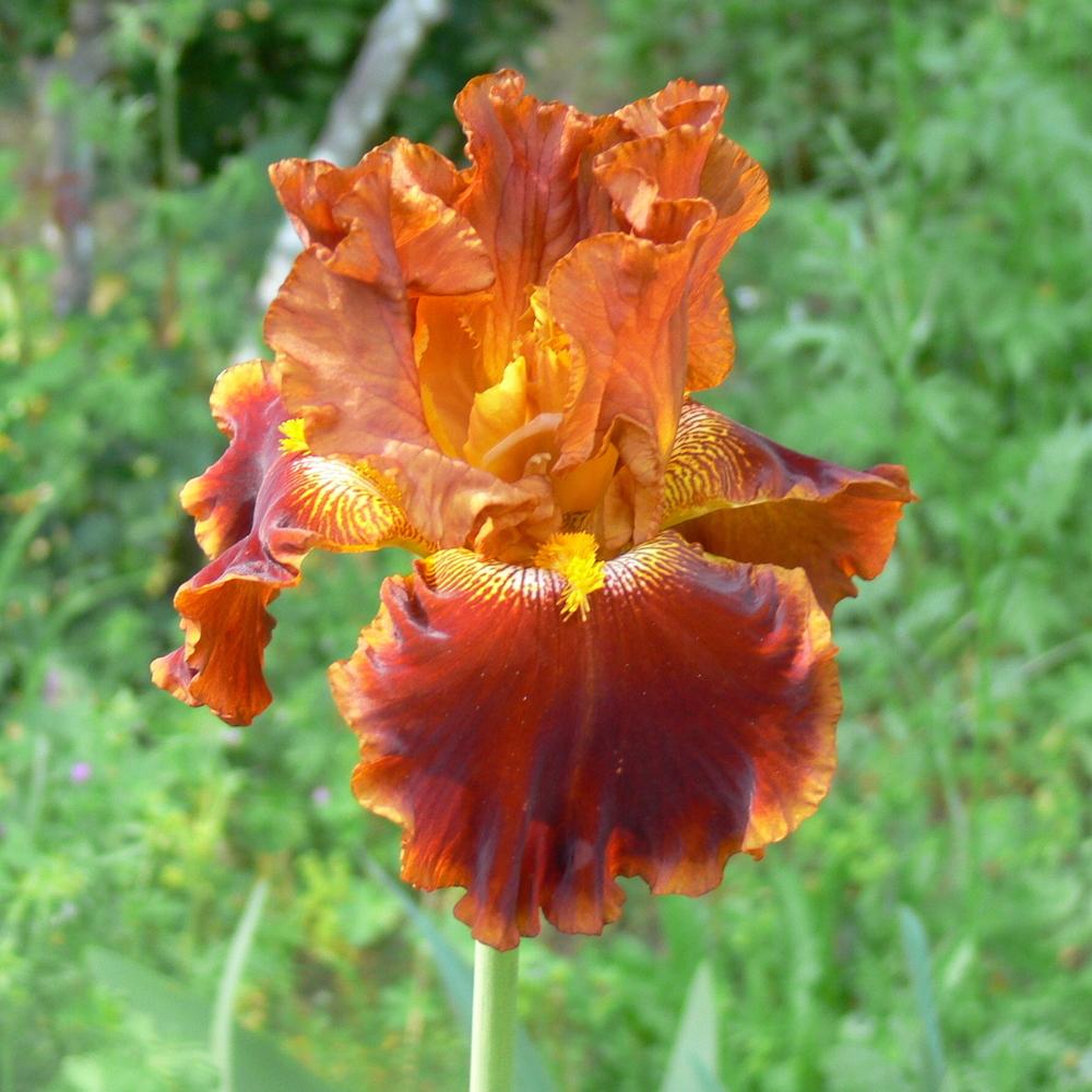 Photo of Tall Bearded Iris (Iris 'Rustler') uploaded by janwax