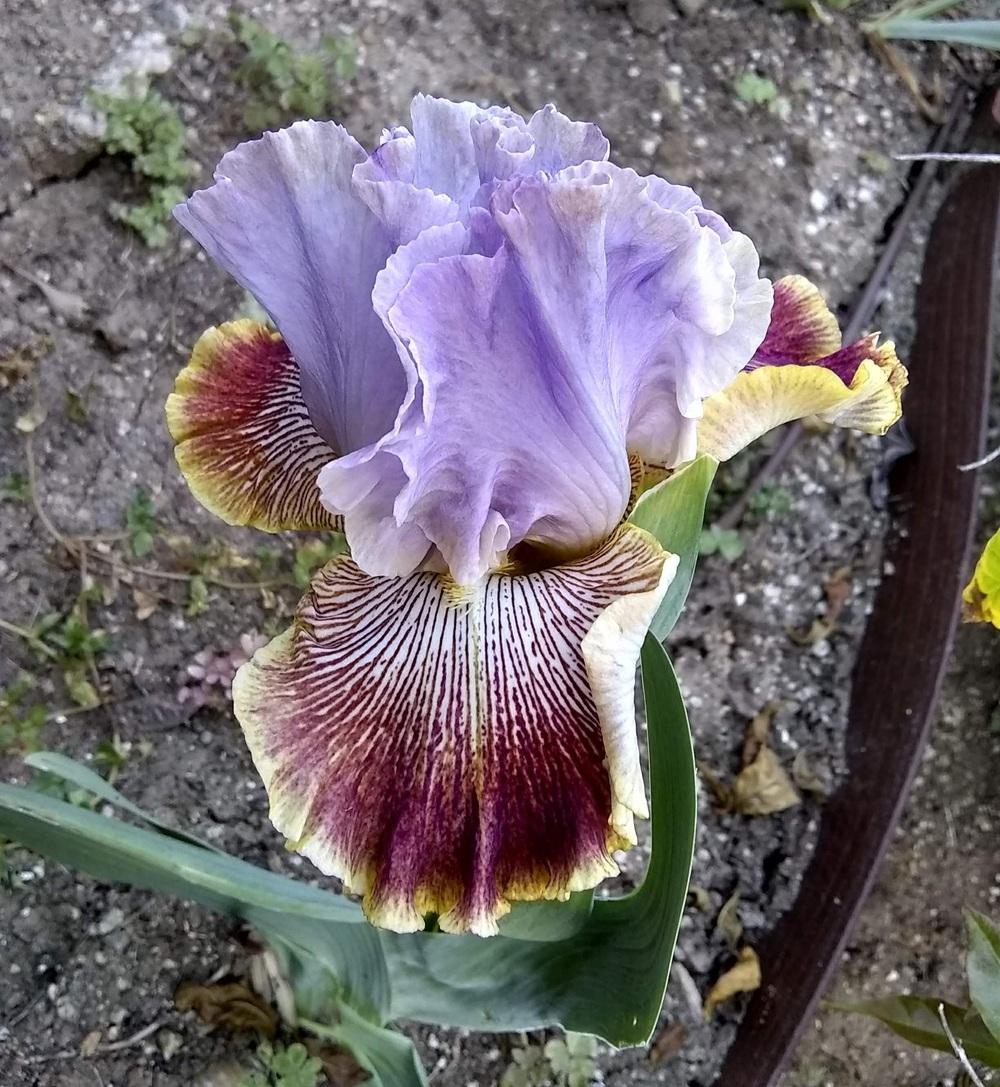 Photo of Tall Bearded Iris (Iris 'Stile Libero') uploaded by olga_batalov