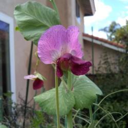 Location: San Diego, CA
Date: 2020-04-11
pink-purple flowers followed by purple pods on vigorous vines, wh