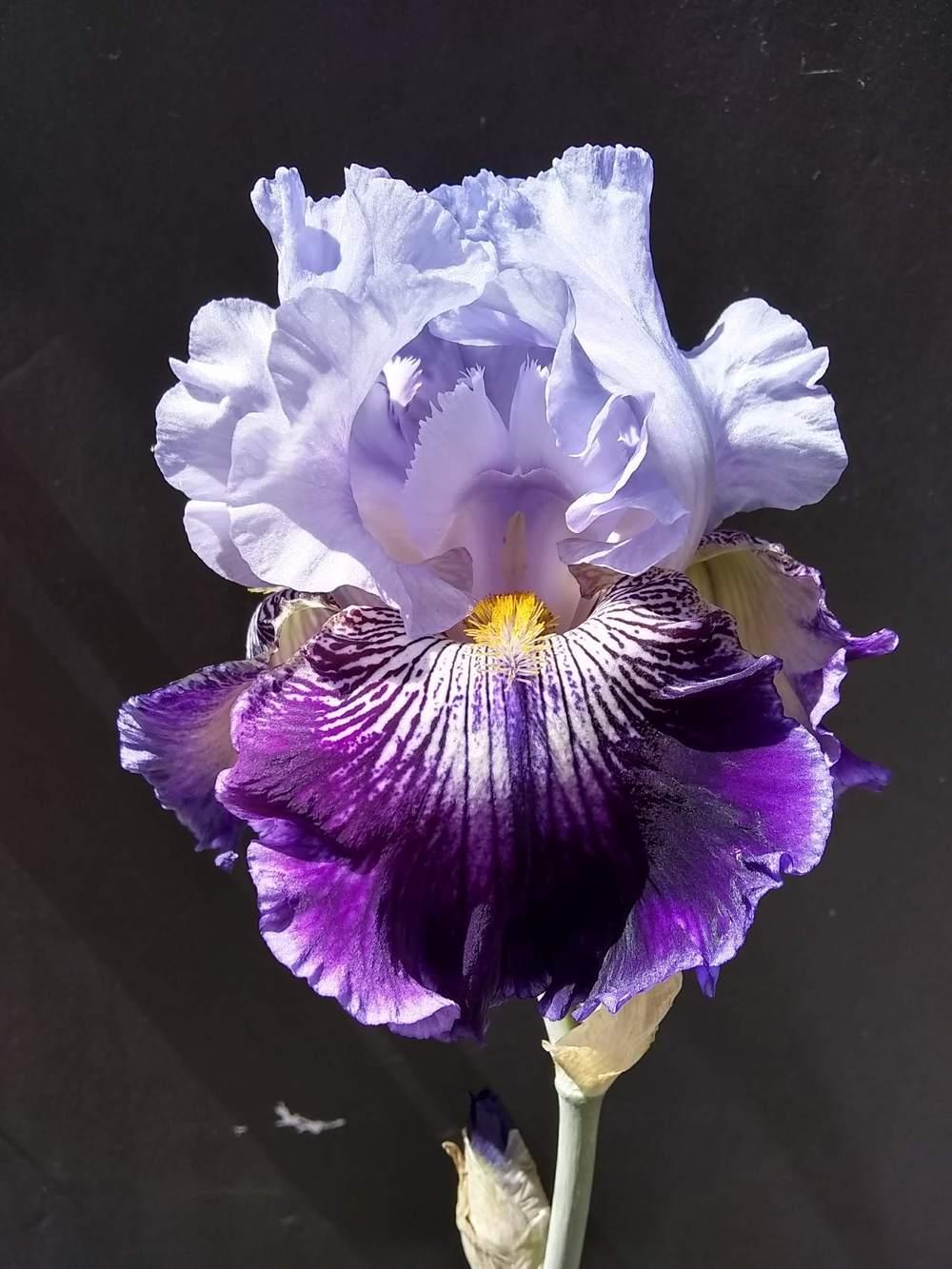 Photo of Tall Bearded Iris (Iris 'Total Obsession') uploaded by olga_batalov