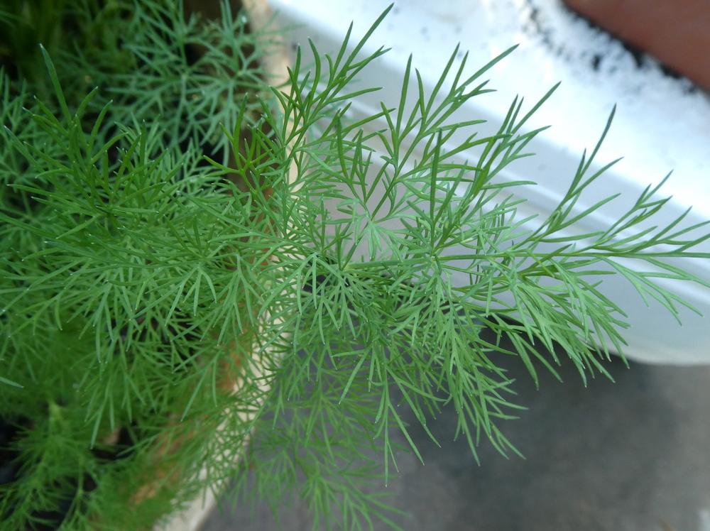 Photo of Dill (Anethum graveolens 'Fernleaf') uploaded by wildflowers