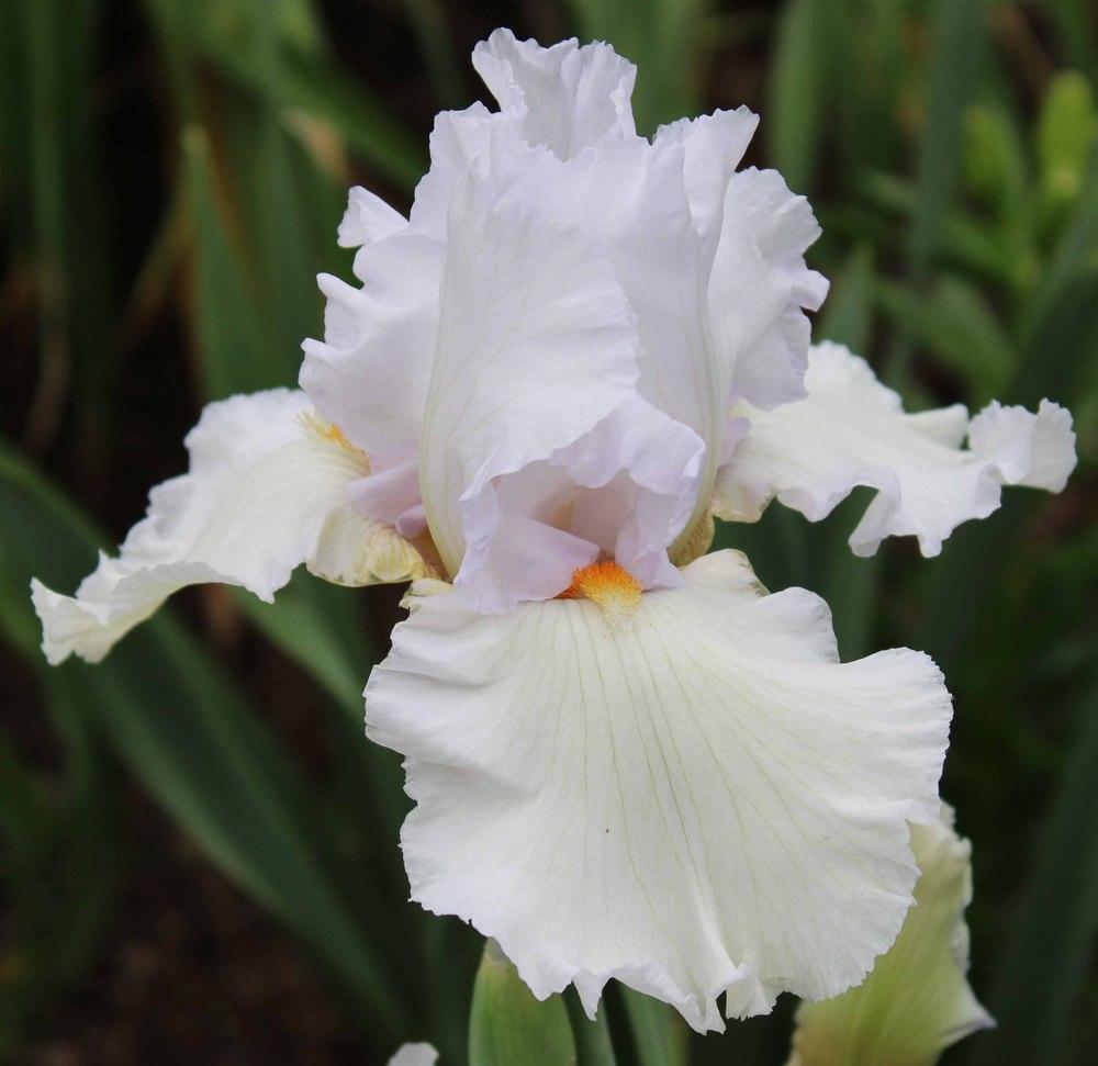 Photo of Tall Bearded Iris (Iris 'Snow Blanket') uploaded by Bloombuddie