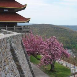 Location: Reading, Pennsylvania
Date: 2020-05-02
in bloom at the Reading Pagoda